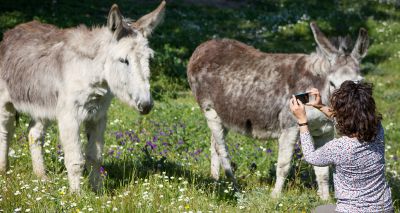 AI experts create tool for donkey identification